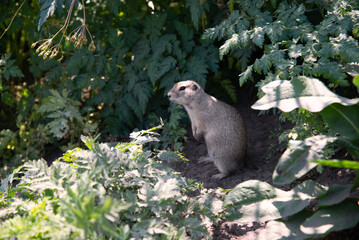 Little gopher in the meadow