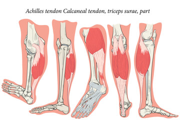 Medical illustration side view of Foot Achilles tendon Calcaneal tendon, triceps surae, part. Specialized images for medicine, student learning, and sports science.