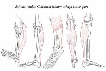 Medical illustration side view of Foot Achilles tendon Calcaneal tendon, triceps surae, part. Specialized images for medicine, student learning, and sports science.