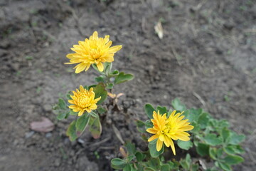 3 amber yellow flowers if Chrysanthemums in mid October