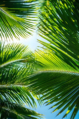 Fototapeta premium Nature’s pattern, palm leaves intertwining with clear summer skies