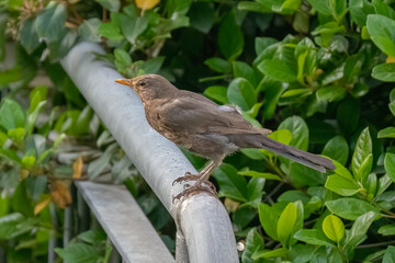 A Female Blackbird on a Fence