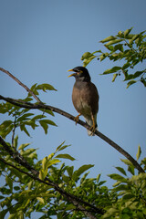 A Myna Perched on a Tree Branch