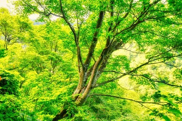 北アルプスの立山の樹木