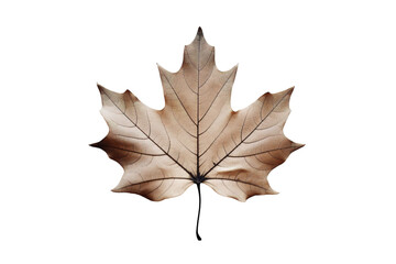 A Delicate Skeleton of Autumn's Majesty - A Maple Leaf Against a White Backdrop on a White or Clear Surface PNG Transparent Background.