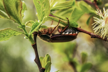 Macro  - Forest - Europe, Romania, Suceava region
