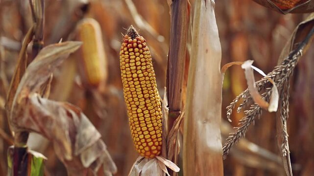 Maize crop is ready for harvest, yellow corn on the cob in plantation field