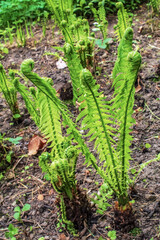 Macro  - Forest - Europe, Romania, Suceava region