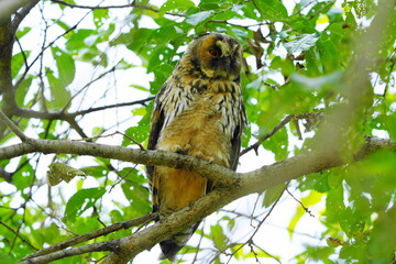 かわいいフクロウの雛