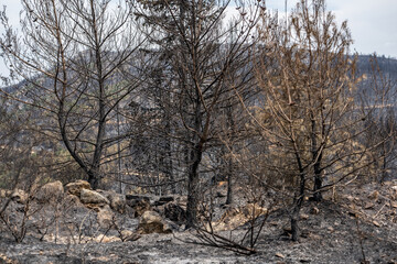 Dead trees and dead forest after a massive forest fire. Natural disaster forest fire