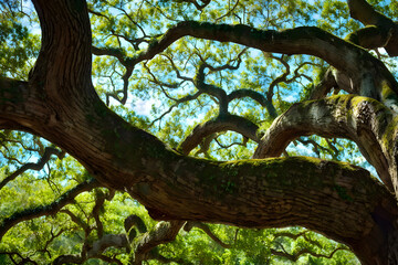 Fototapeta premium Angel Oak Tree branches against a serene blue sky