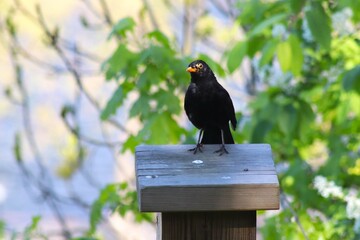 blackbird on a fence
