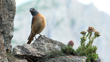 Monticola saxatilis, redstart codirossone	