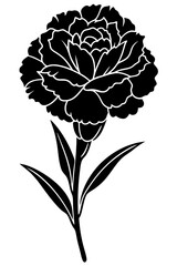 Carnation flower vector illustration design