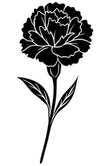 Carnation flower vector illustration design