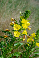 gelbe Blumen, Hintergrund bokeh gras
