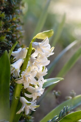 Beautiful white hyacinths