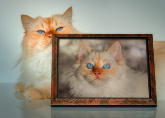 Birman cat sitting next to a framed photo of himself as a kitten