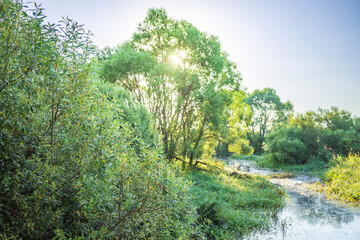 Fototapeta premium A forest with a river running through it