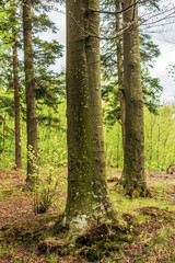 Landscapes - Forest - Europe, Romania, Suceava region