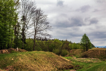 Landscapes - Forest - Europe, Romania, Suceava region