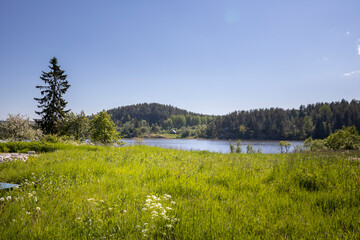 A large field of grass with a tree in the background
