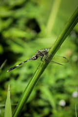 dragonfly resting on a leaf