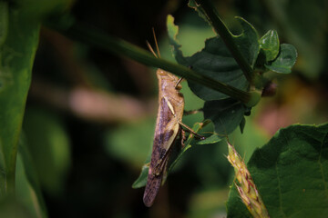 Locusts perched on thatch leaves 