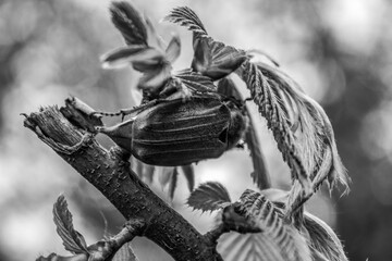 Macro  - Forest - Europe, Romania, Suceava region