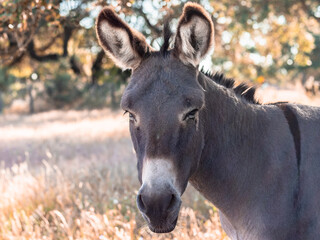 Serene Donkey in Sunlit Pastoral Landscape