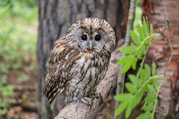 Tawny owl in the deep forest (Strix aluco)