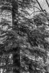 Macro  - Forest - Europe, Romania, Suceava region