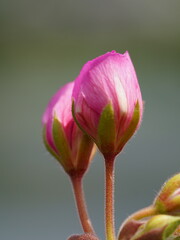Fototapeta premium This image shows two pink flower buds just starting to open