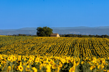 field of sunflowers in the country