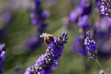 Bumblebee on lavender