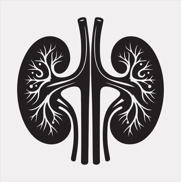 black and white kidney anatomy clip art preview