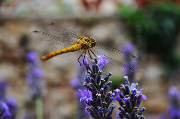 Dragonfly - lavender © Marc