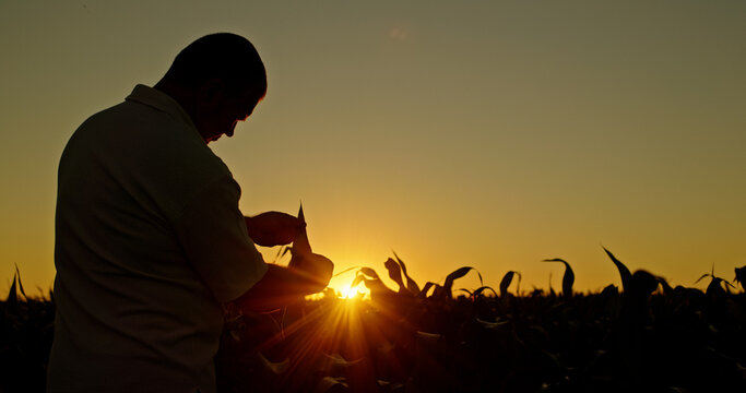 Silhouette of a farmer inspecting corn sprouts at dusk.