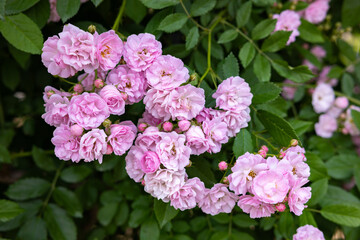 Beautiful pink landscaping roses flower blooming in the garden in Nagano.