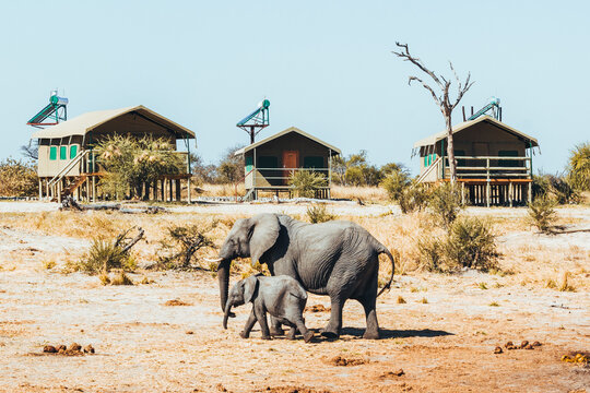 Elephants join a safari tent camp in Botswana