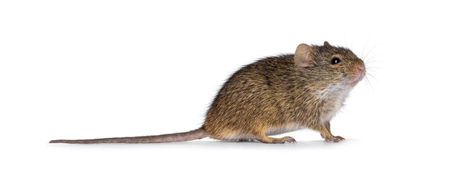 Grasmann's grass rat aka arvicanthis neumanni standing side ways. Looking up side ways. Isolated on a white background.