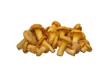 Chanterelle mushroom isolated on white background with clipping path, full depth of field
