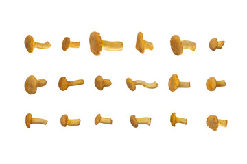 Chanterelle mushroom isolated on white background with clipping path, full depth of field