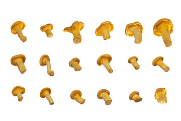 Fototapeta premium Chanterelle mushroom isolated on white background with clipping path, full depth of field