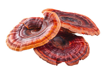 Reishi health mushroom isolated