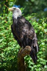 Southern Bald Eagle on a branch