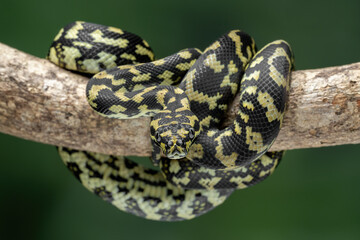 The Jungle Carpet Python (Morelia spilota cheynei) is a striking and popular python species native to the rainforests of Australia and Papua New Guinea.