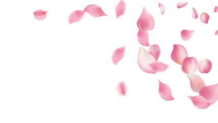 Rose petals or sakura flying petals, romantic background with realistic pink cherry flower petals flow or falling motion. Love, romance, floral spring season,cherry blossom