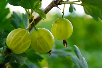 close-up of green gooseberry berries on a branch among green macro leaves on a garden plot in summer. The concept of growing eco-friendly food on your own