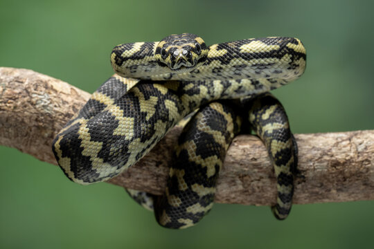 The Jungle Carpet Python (Morelia spilota cheynei) is a striking and popular python species native to the rainforests of Australia and Papua New Guinea.